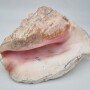 Огромная морская раковина.